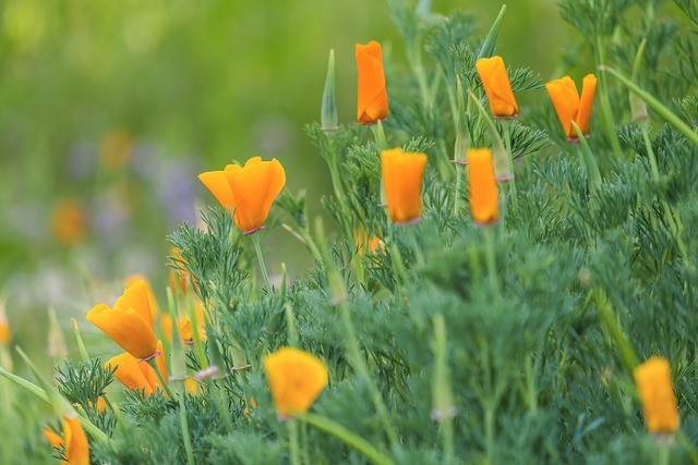 カリフォルニアポピーの育て方 種から育てて開花するまでの栽培スケジュールを解説 暮らし の
