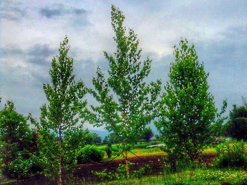 庭に植えたい木ランキング10 ガーデニング初心者でも育てやすい庭木をご紹介 暮らし の
