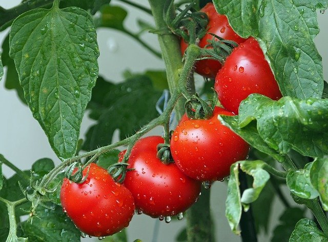 家庭菜園 トマトの育て方を解説 おいしい実をたっぷりつけるには 暮らし の
