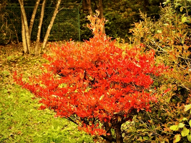 種類図鑑 ドウダンツツジってどんな花 特徴や開花時期をご紹介 紅葉の季節は 暮らし の