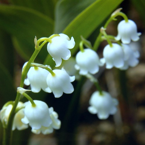 春の訪れを告げる花 すずらん 鈴蘭 の育て方 開花時期や植え替えの方法を解説 暮らし の