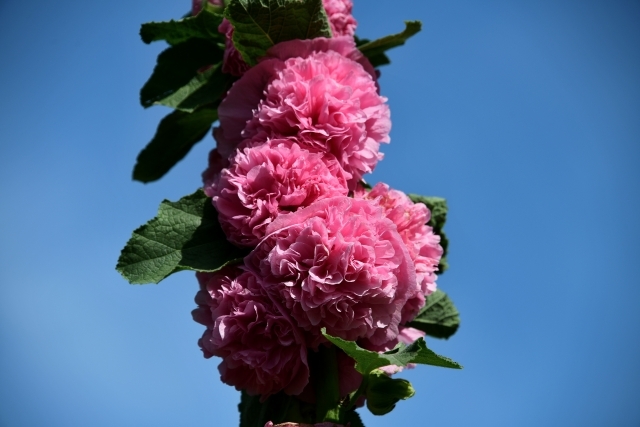 色別 タチアオイ 立葵 の花言葉の意味 由来をご紹介 人気の種類や特徴も 暮らし の