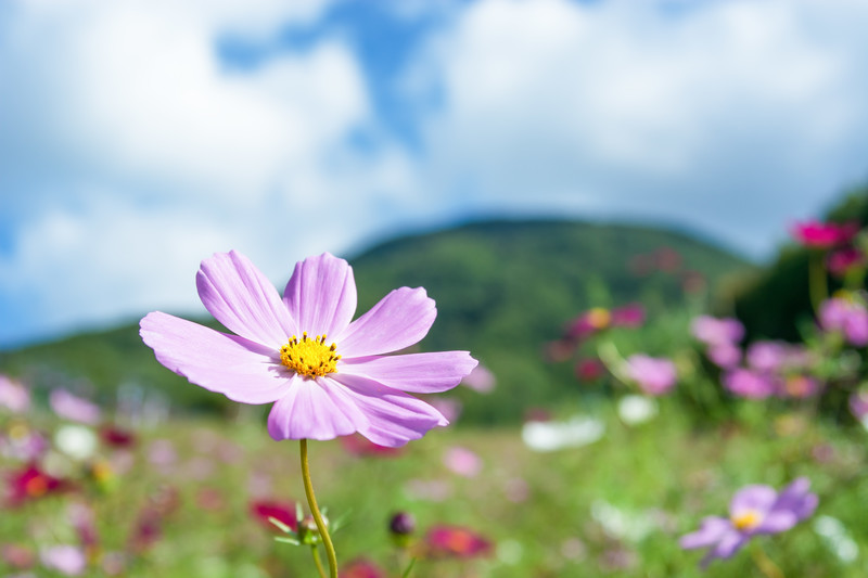 コスモスの咲く季節はいつ 開花時期を地域と種類別に解説 人気のシーズンもご紹介 Kurashi No
