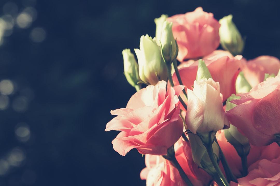 連載 細い茎に優美な八重の花びらが魅力のトルコキキョウの花言葉を解説 暮らし の