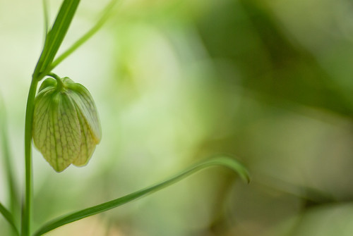 バイモユリの育て方ガイド 花が咲かない理由とは 増やし方や管理の注意点も解説 暮らし の