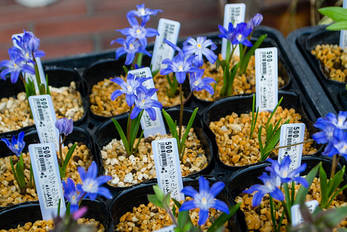 鮮やかな青色の花咲くチオノドクサの育て方ガイド 植え付けの適期や開花期をご紹介 暮らし の