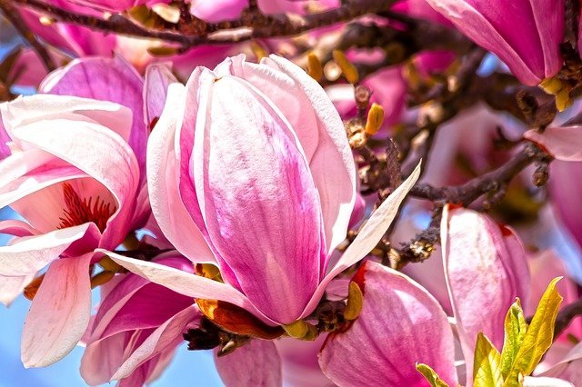 濃厚な甘い香りが人気のマグノリア その花言葉を種類 色別にご紹介します 暮らし の