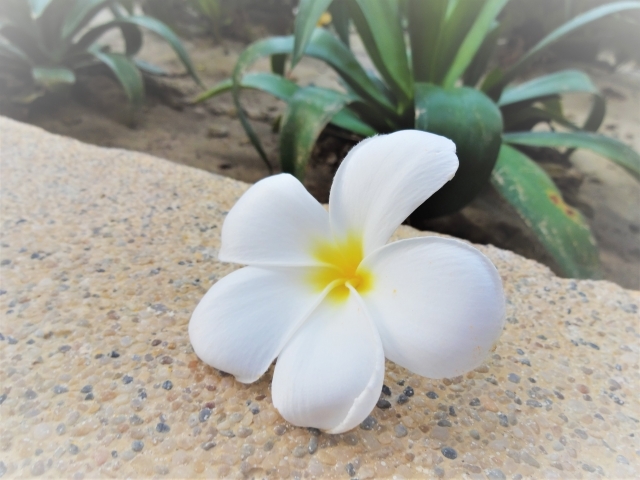 南国の香りといえばコレ！プルメリアの花言葉をご紹介！ハワイとの関係も解説！ | 暮らし〜の
