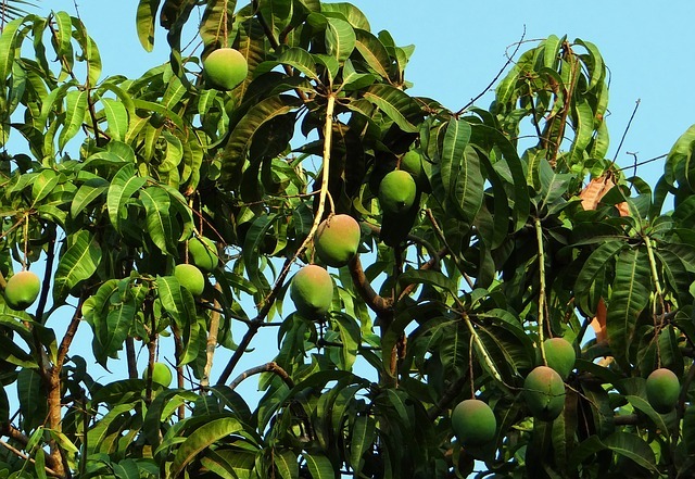 自宅でマンゴーを栽培する方法をご紹介 上手く育てるコツは土壌作りにあり 暮らし の