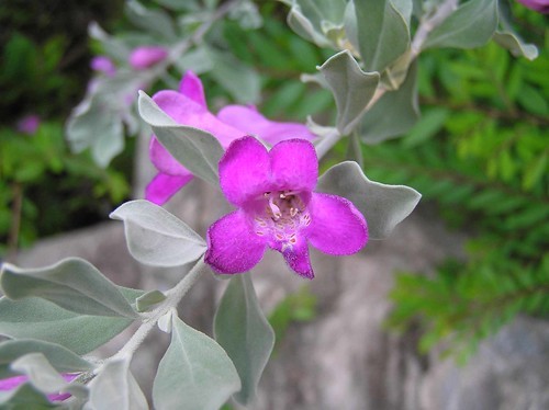 鉢植え向き レウコフィルムの育て方講座 開花時期や耐寒性についてもご紹介 暮らし の