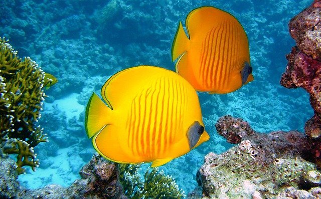 海の中を泳ぐ黄色い魚