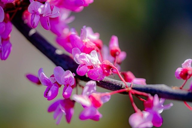 ピンクの小さい花が可愛い ハナズオウの植物図鑑 特徴や花言葉 育て方も一挙紹介 暮らし の