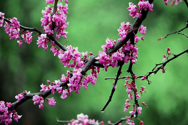 ピンクの小さい花が可愛い ハナズオウの植物図鑑 特徴や花言葉 育て方も一挙紹介 暮らし の