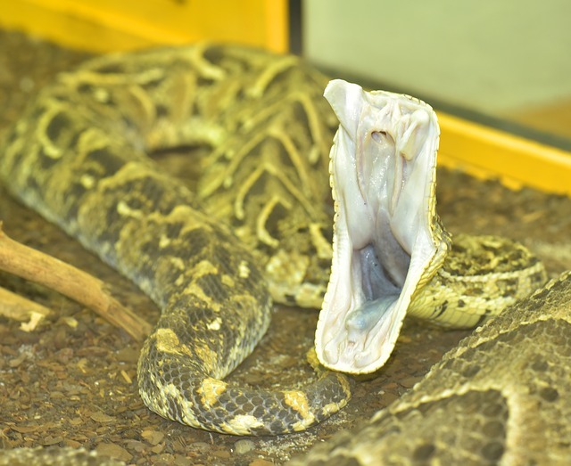 写真付き 日本に生息する毒蛇一覧 猛毒で危険な種類の見分け方もご紹介 暮らし の