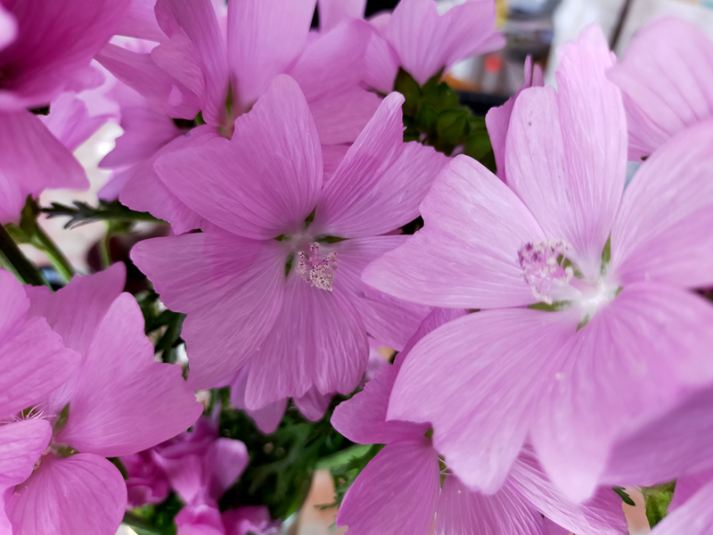 日本国内で見られる 綺麗なピンク色に開花する花の一覧表 種類や特徴ごとに紹介 暮らし の
