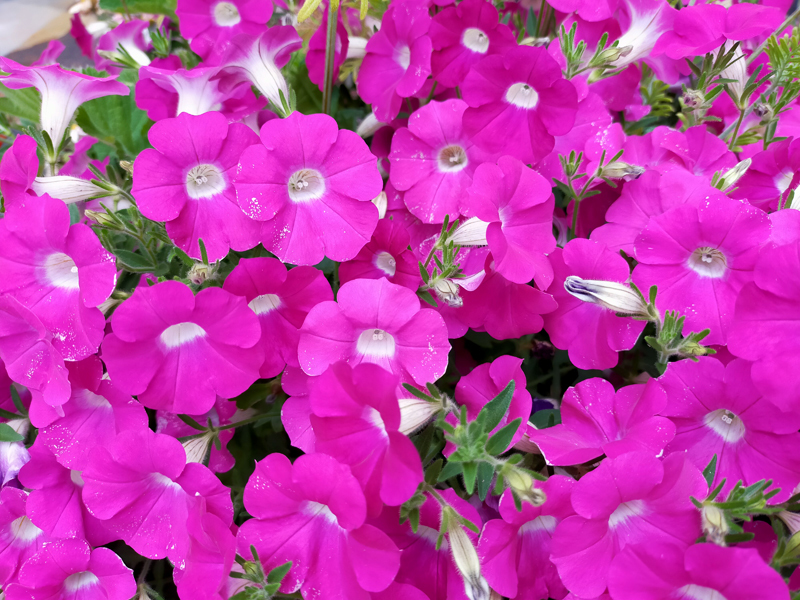 日本国内で見られる 綺麗なピンク色に開花する花の一覧表 種類や特徴ごとに紹介 暮らし の