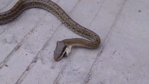 写真付き 日本に生息する毒蛇一覧 猛毒で危険な種類の見分け方もご紹介 暮らし の