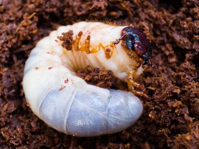 カブトムシの幼虫が動かない 4つの原因や 死んでる可能性がある状態について解説 Kurashi No