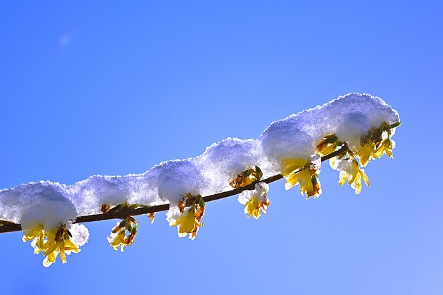 鮮やかな黄色の花が人気 レンギョウの育て方講座 開花の季節や剪定方法なども紹介 暮らし の