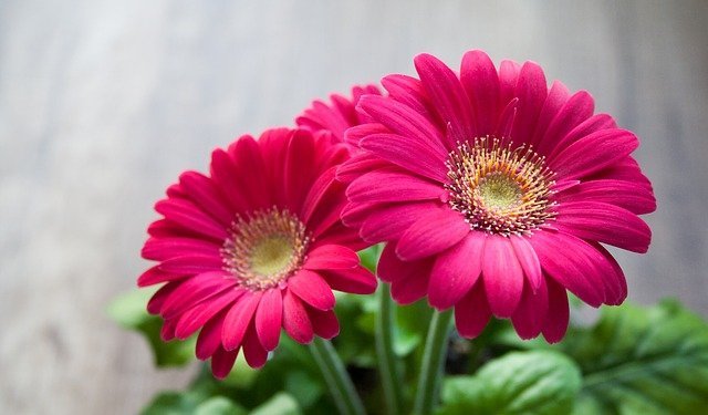 応援メッセージに人気 希望を意味する花言葉10選 前向きになれる花々をご紹介 暮らし の