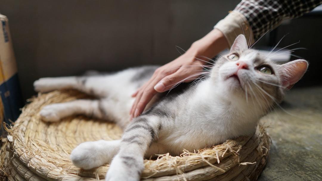 キツい夏場の日中の陽射しから猫ちゃんを守る 暑さ対策の方法や必要な物などを紹介 暮らし の