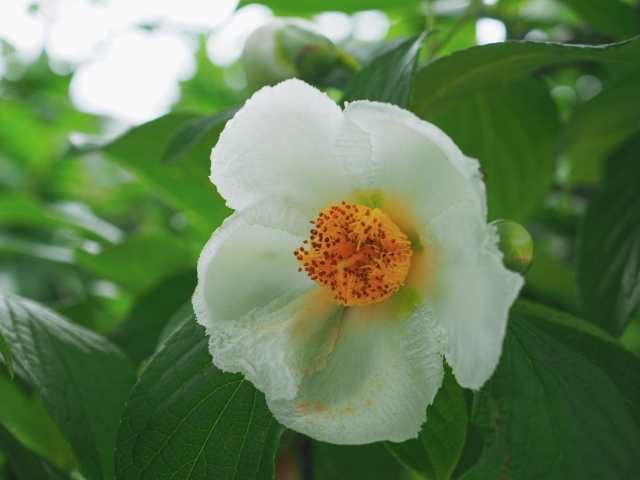 平家物語の冒頭で有名 沙羅双樹の花の色は何色 日本では夏椿を指す理由も解説 暮らし の