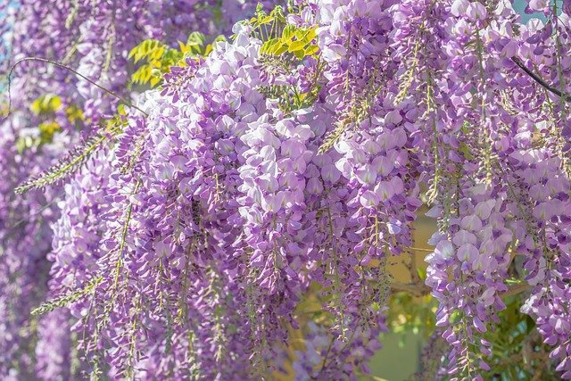 上品な雰囲気が魅力的 紫の花の花言葉を一覧で紹介 日本と西洋での意味の違いも 暮らし の