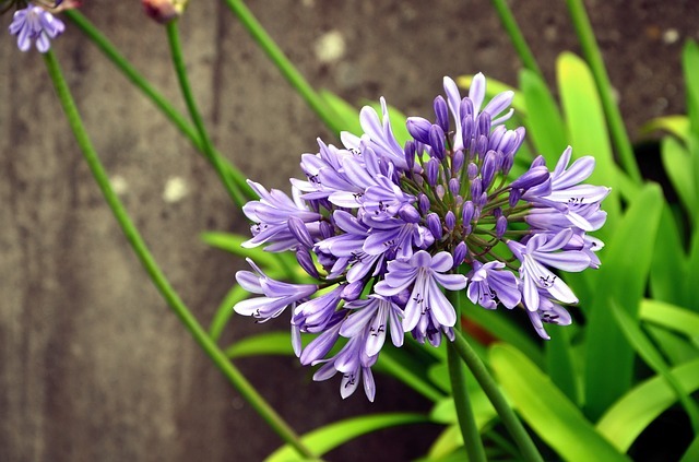 連載 アガパンサスの花言葉 紫や白など色別の花言葉は 暮らし の