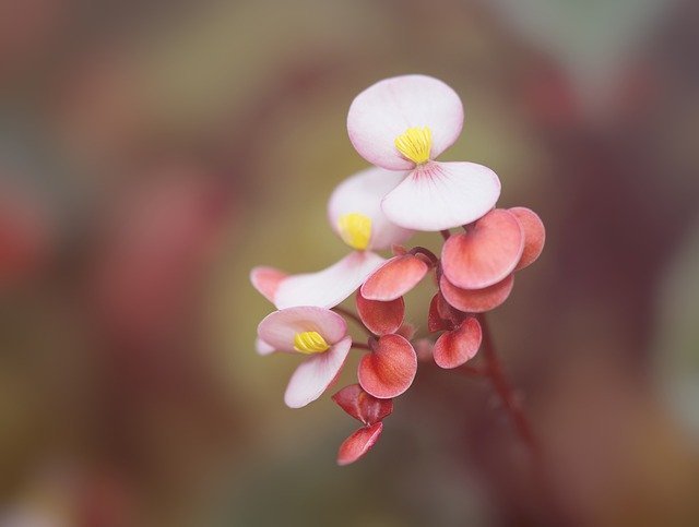 ピンクでハート型の花が可愛い 秋海棠の花言葉を紹介 意味の由来や原産地も解説 暮らし の