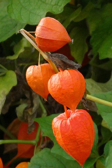 連載 ホオズキの花言葉 オレンジ色の実は夏の終わりの風物詩 暮らし の