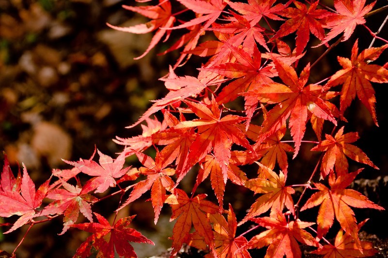 日本の四季を彩る 楓 カエデ の花言葉をご紹介 怖い意味や名前の由来も 暮らし の