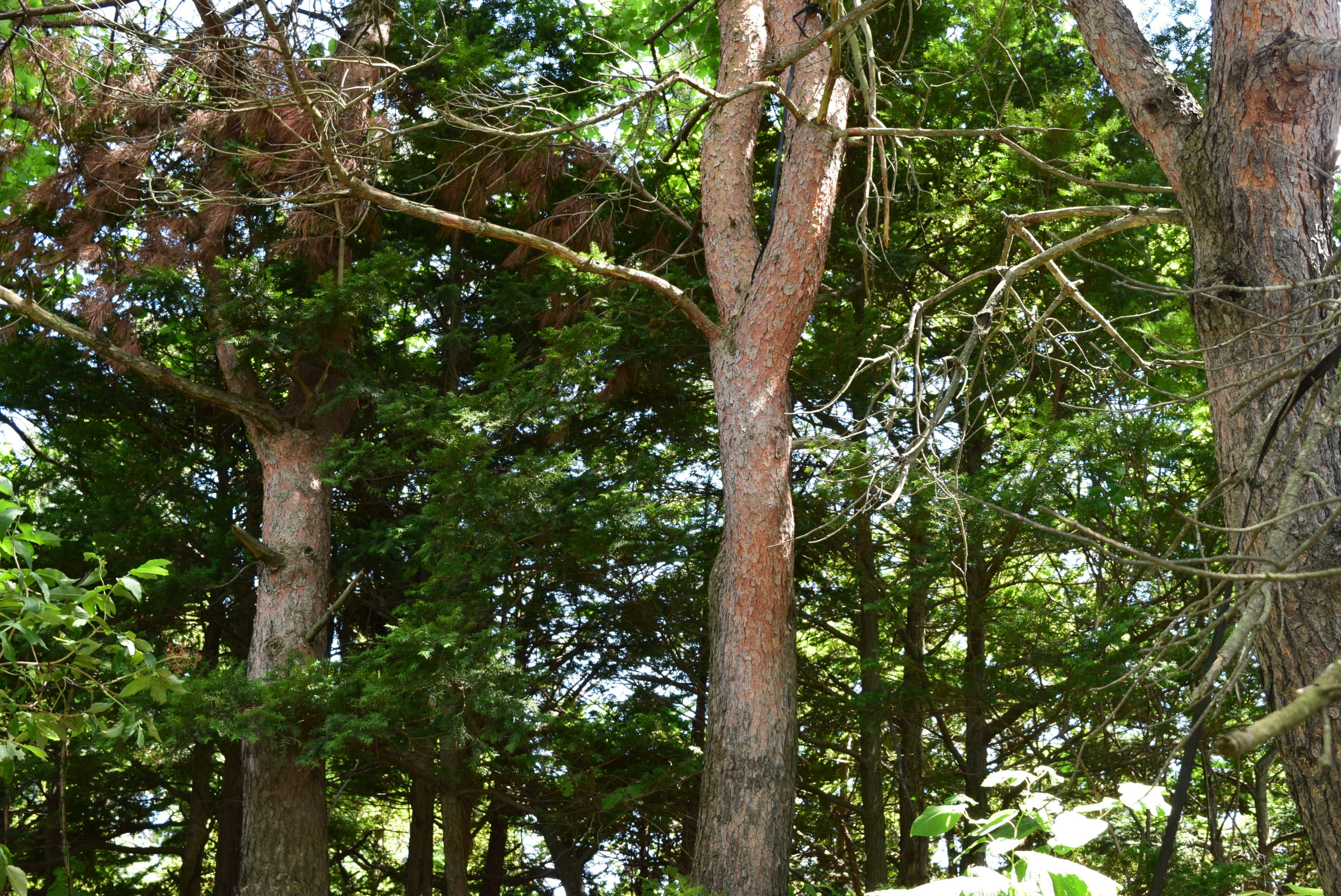 雌松とも呼ばれる 赤松盆栽の育て方を解説 年間の管理スケジュールもご紹介 暮らし の