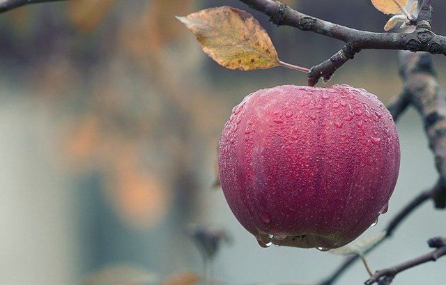 健康 美容への期待大 リンゴの栄養成分 効果効能をご紹介 効率的な食べ方も 暮らし の