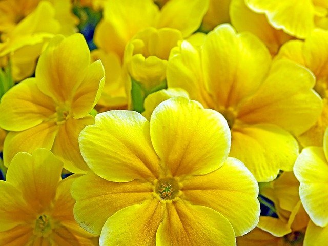 色 種類によって異なる プリムラの花言葉とは 開花時期や人気種もご紹介 暮らし の