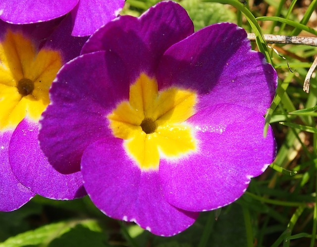 色 種類によって異なる プリムラの花言葉とは 開花時期や人気種もご紹介 暮らし の
