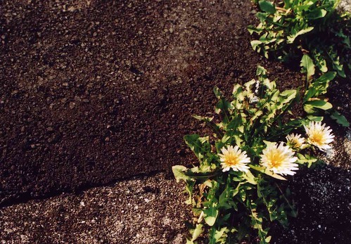 在来種なのに日本では珍しい 白いタンポポの開花時期 花言葉もご紹介 Kurashi No