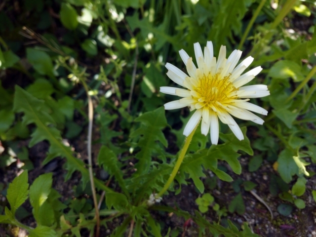 在来種なのに日本では珍しい 白いタンポポの開花時期 花言葉もご紹介 Kurashi No