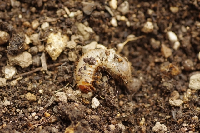 幼虫こそ侮れない コガネムシの簡単な駆除方法 植物への被害 発生時期も解説 暮らし の