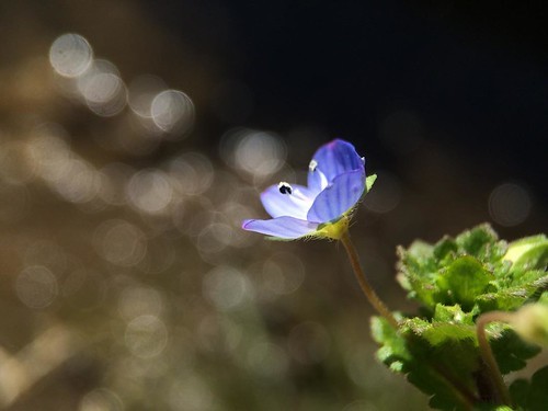 青い小花がかわいい オオイヌノフグリの花言葉とは 別名や名前の由来についても Kurashi No