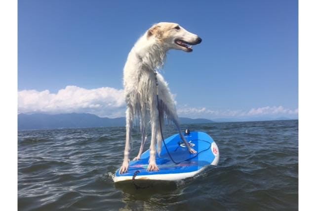 ボードに乗った白い犬