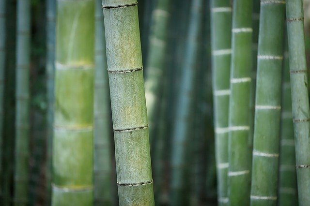 たくさん並んだ竹