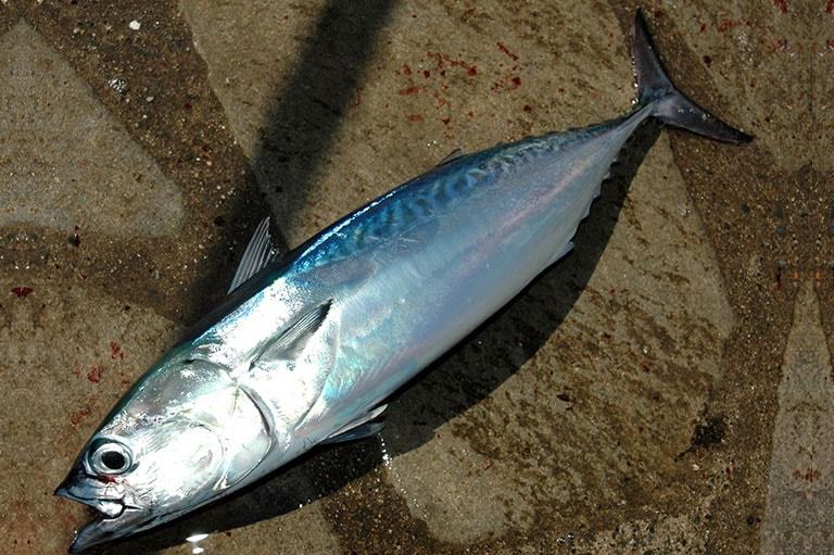 ソウダガツオ釣りの仕掛け特集 仕掛けに合わせた釣り方までご紹介 暮らし の