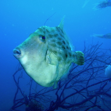 カワハギの釣り方とは 時期 場所 タックルまで釣り方のコツをご紹介 暮らし の