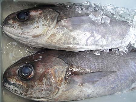 メダイ釣りガイド 釣り方の基本やコツを徹底解説 暮らし の