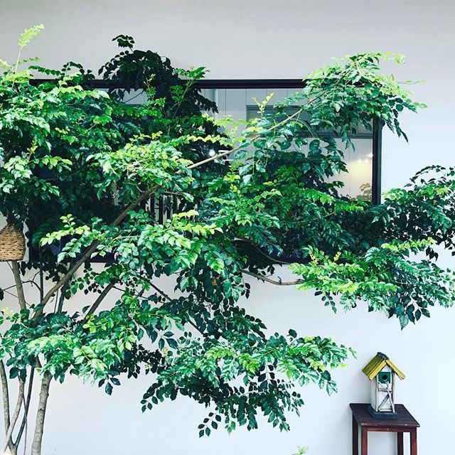 育て方講座 室内栽培はできる トネリコの植え替え方法や挿し木のコツを伝授 Kurashi No