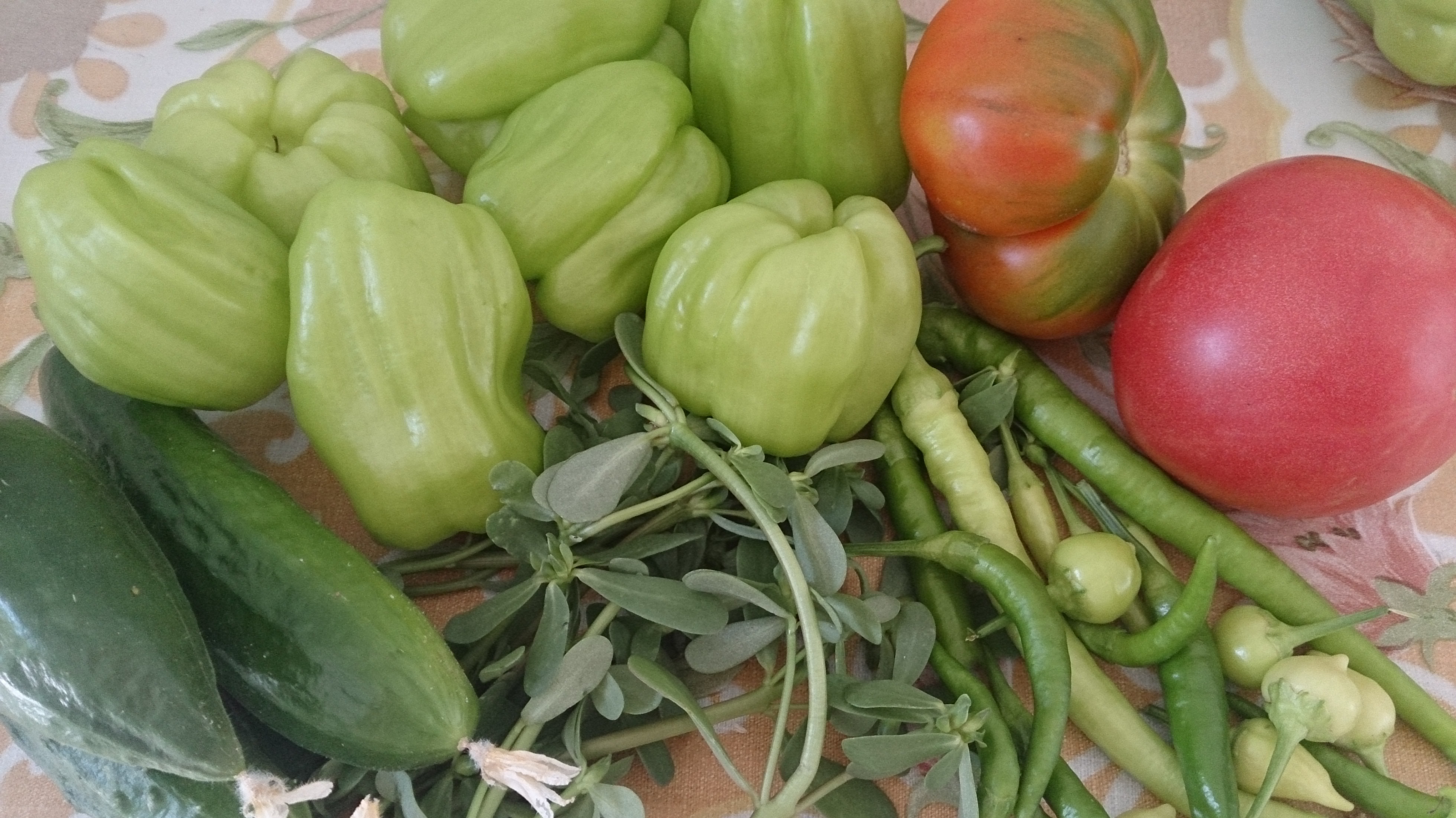 ベランダ菜園 初心者必見 プランターで簡単に野菜を育てる方法をご紹介 暮らし の