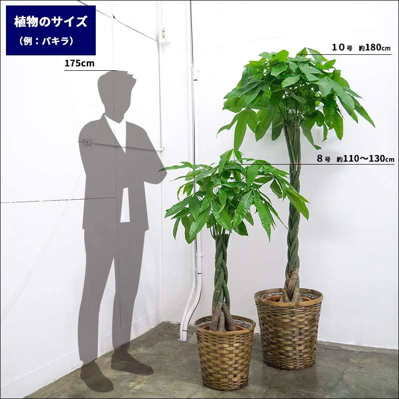 大型の観葉植物8選 おしゃれなインテリア向けの植物と飾り方をご紹介 Kurashi No