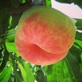 桃の木の栽培と育て方！初心者でもできる栽培の方法とコツを紹介