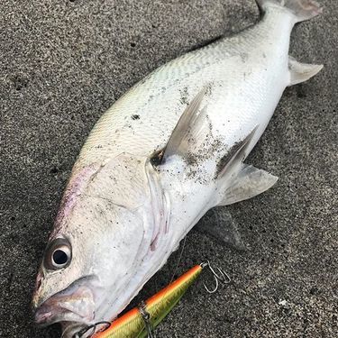 オオニベ釣り特集 サーフから狙う巨大魚の攻略方法をご紹介 暮らし の