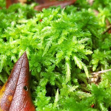 水苔 ミズゴケ の使い方まとめ 植え込みやカビない方法をご紹介 暮らし の